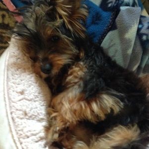 Meet your Posher, Malia